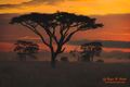 Foggy_serengeti_sunrise
