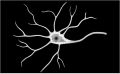 Neuron