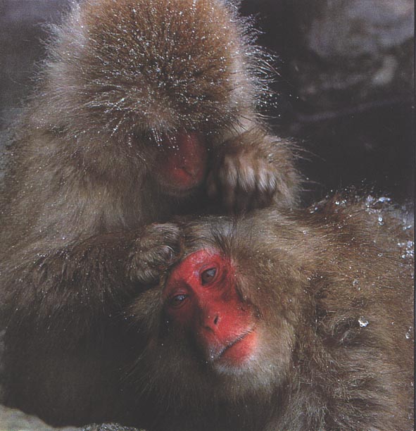 Snow monkeys