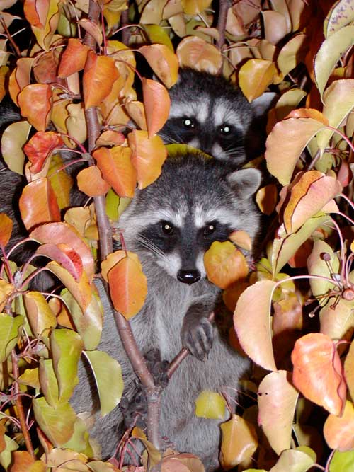 Raccoons