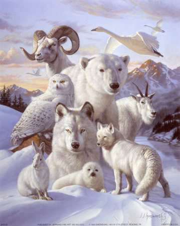 Animals 3