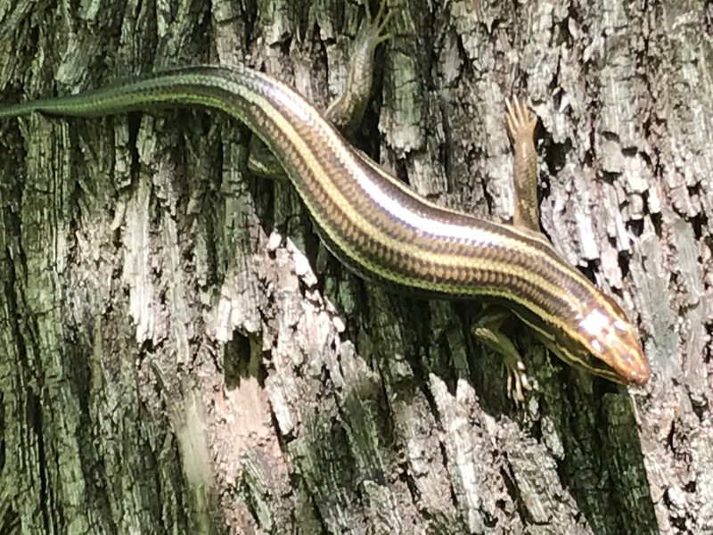 20190415  Lizard in Legacy Park