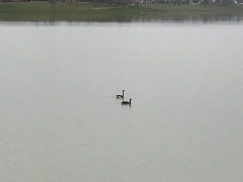 20200316  Geese