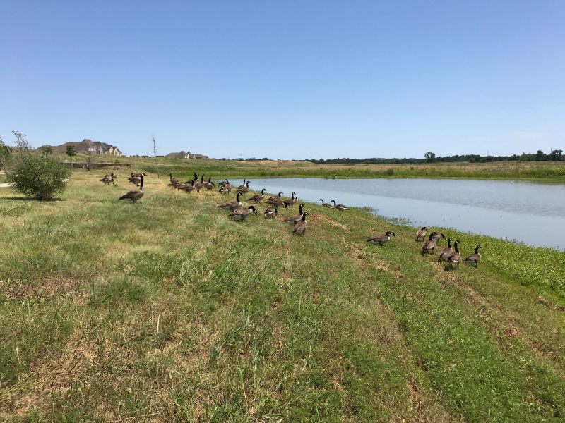 20200613  Canada Geese