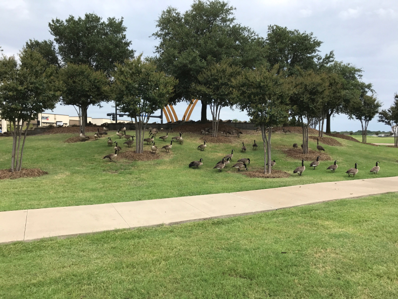 20200729  Geese 2