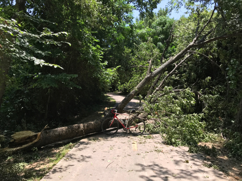 20200712  Fallen Tree on Trail