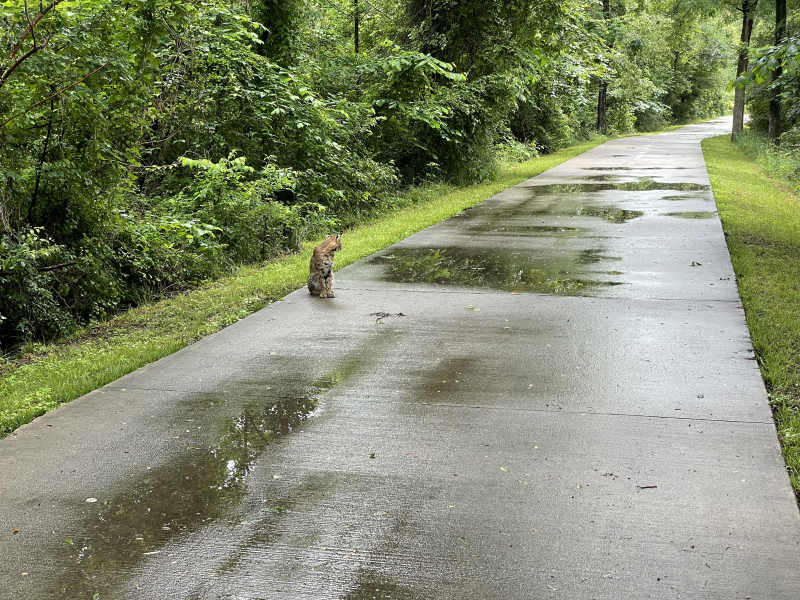 20210518 Bobcat 1 20210518 Bobcat 1
