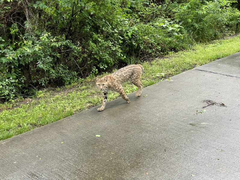 20210518 Bobcat 2 20210518 Bobcat 2