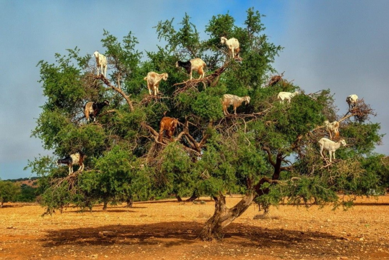 Goats in Trees Goats in Trees