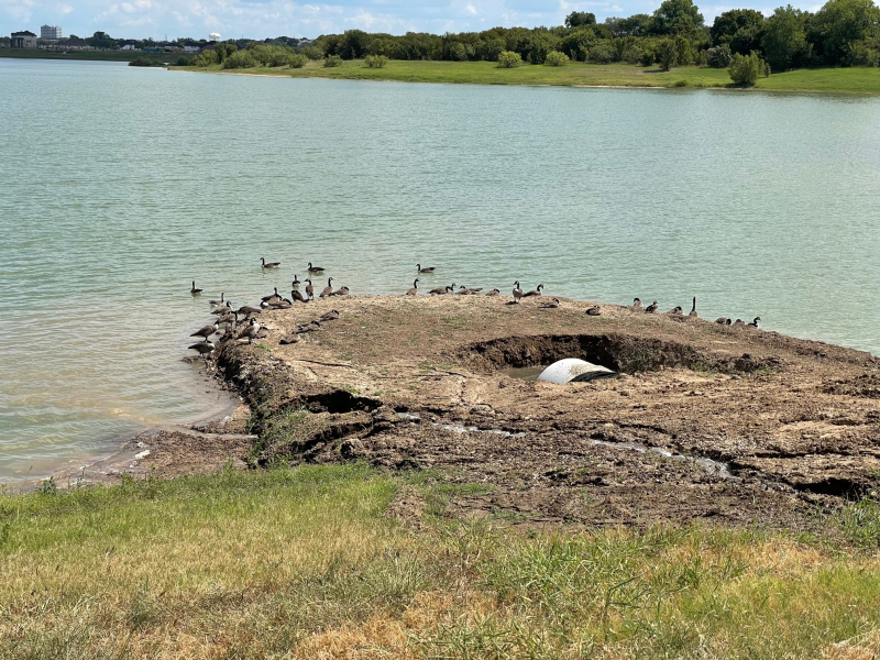 20210918  Geese on Lake Viridian