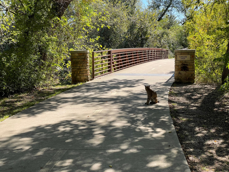 20211018  Bobcat on Trail