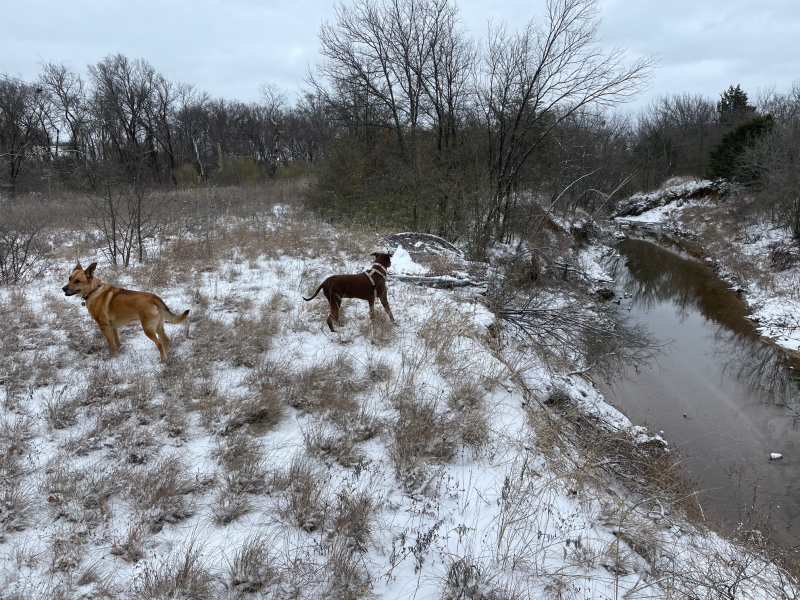 20220203  Dogs Near Creek
