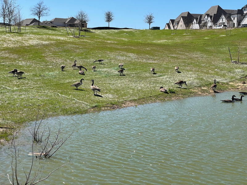 20220331 Canada Geese at Viridian 20220331 Canada Geese at Viridian