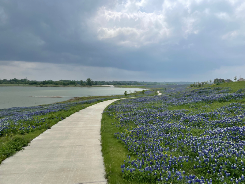 20220416  Bluebonnets 1