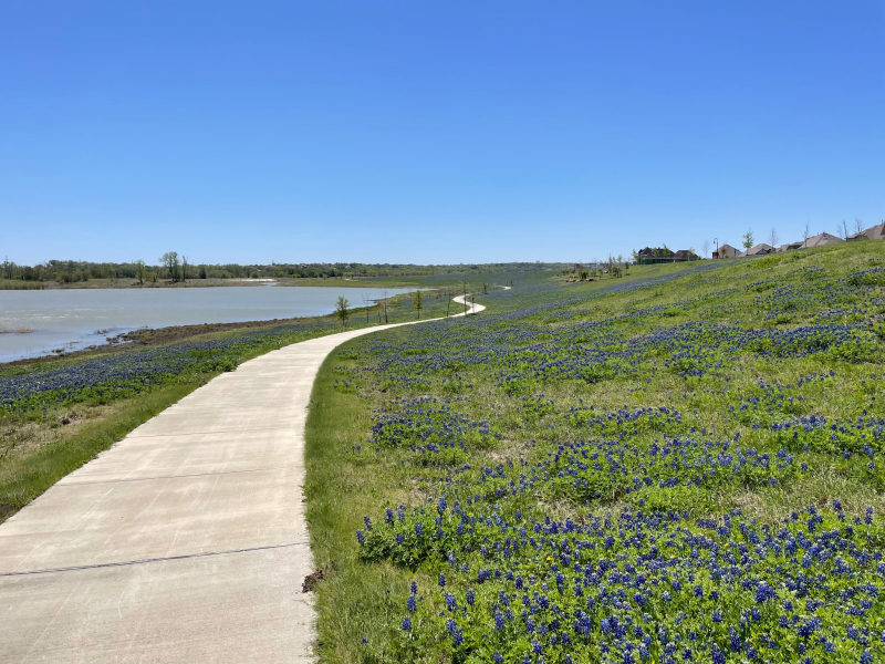 20220408  Bluebonnets