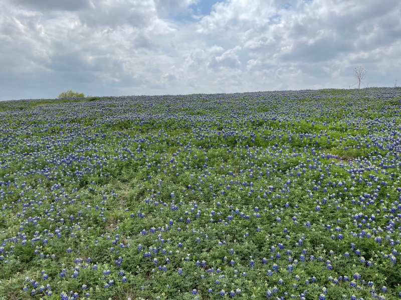 20220404  Bluebonnets 2