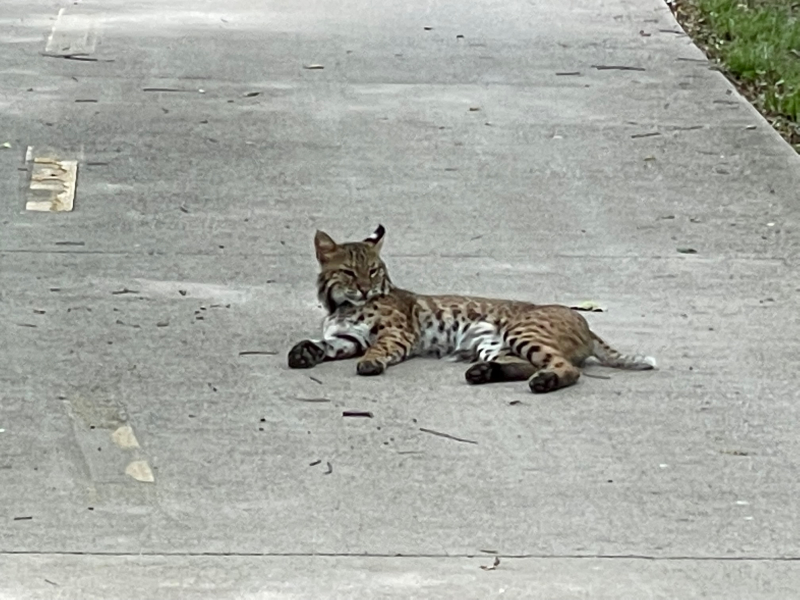 20220601  Lounging Bobcat