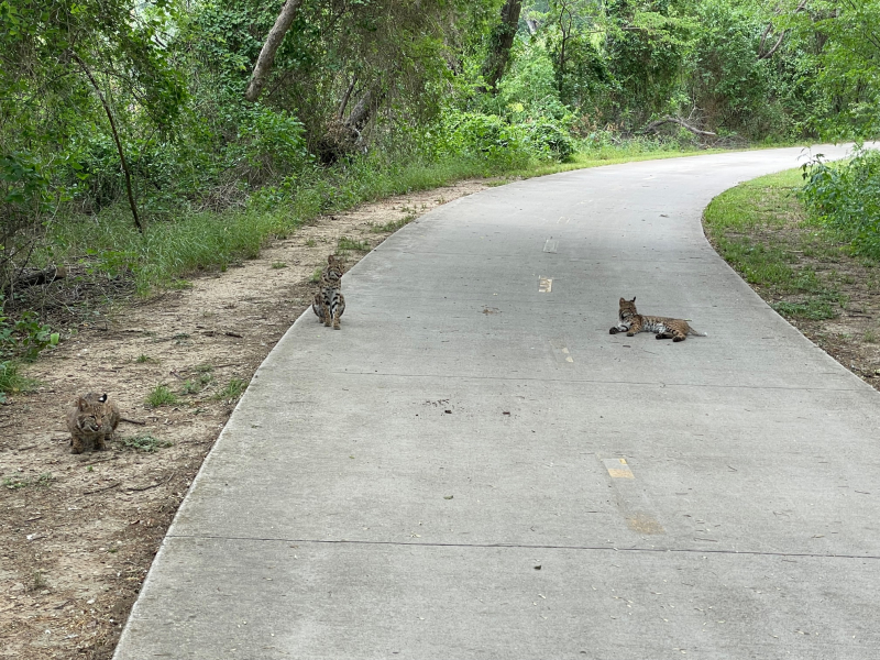 20220601 Three Bobcats on River Legacy Trail 20220601 Three Bobcats on River Legacy Trail