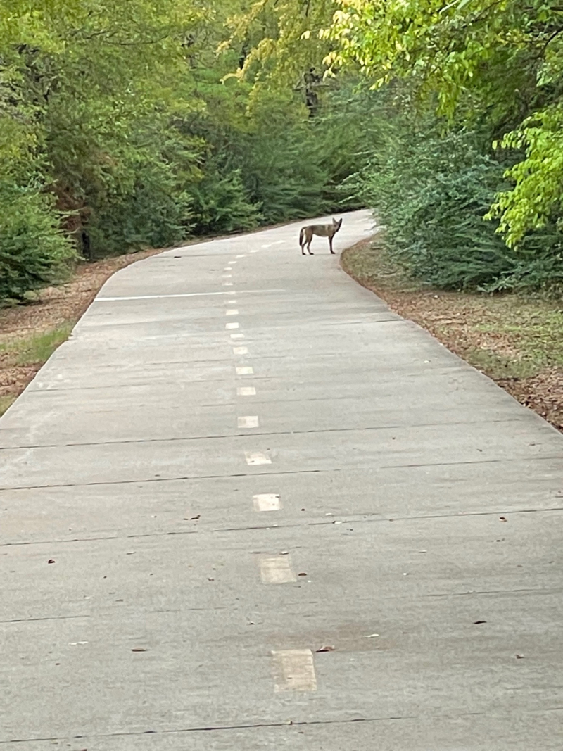 20220901 Coyote on Trail 20220901 Coyote on Trail