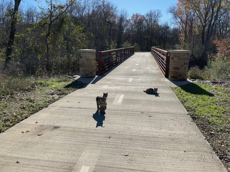 20221214  Bobcat Kittens on River Legacy Trail