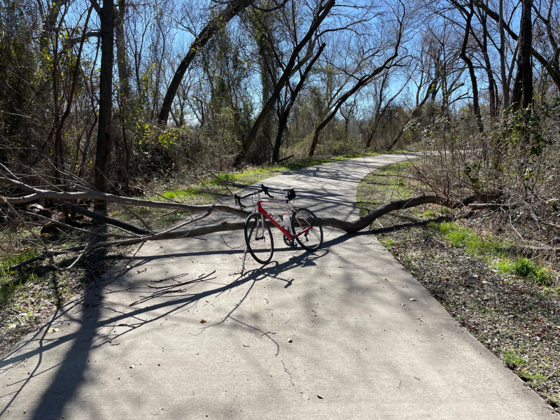 20230222  Downed Tree on River Legacy Trail