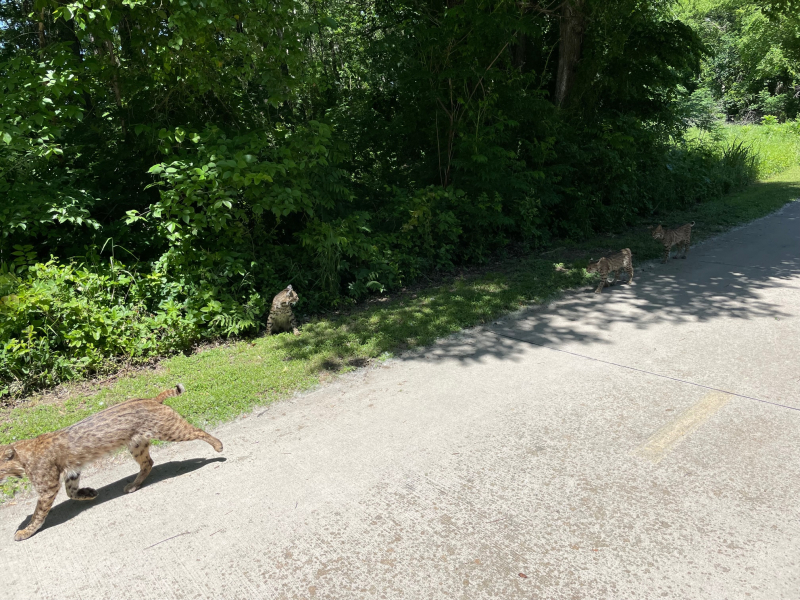 20230501  Bobcats on Trail
